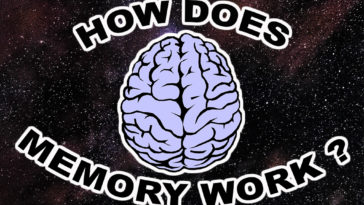 Ebbinghaus Forgetting Curve About Memory